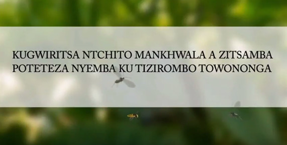 Video in Chichewa